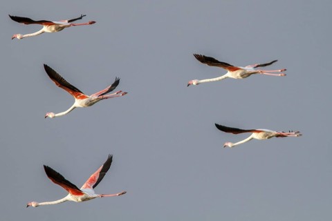 Greater Flamingo (Phoenicopterus roseus), flock in flight, Castile-La Mancha, Spain