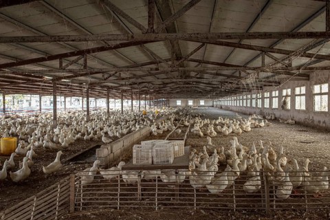 Ducks ready for slaughter at the duck breeding station Jiang Su Xiang Gui Breeding Co. Ltd, Xiang