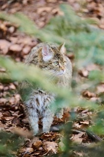 European wildcat (Felis silvestris silvestris) in a forest, Bavaria, Germany