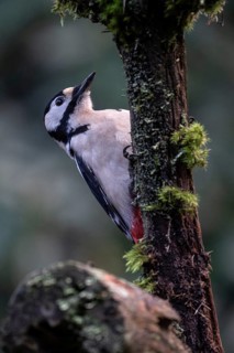 Great spotted woodpecker (Dendrocopos major), Emsland, Lower Saxony, Germany