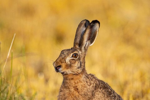 European hare (Lepus europaeus) Germany