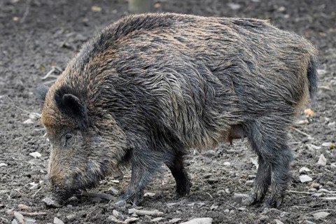 A wild boar sow stands in her forest enclosure in an animal park, Tierpark, Weilburg, Hesse,