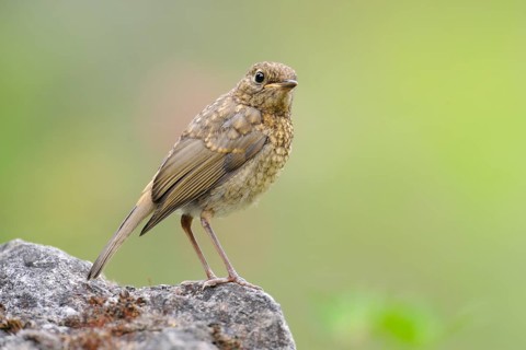 European Robin (Erithacus rubecula) juvenile, North Rhine-Westphalia, Germany