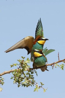 European Bee-eater (Merops apiaster), France