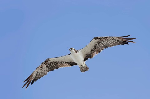 Western osprey (Pandion haliaetus) in flight, Everglades National Park, Florida, USA