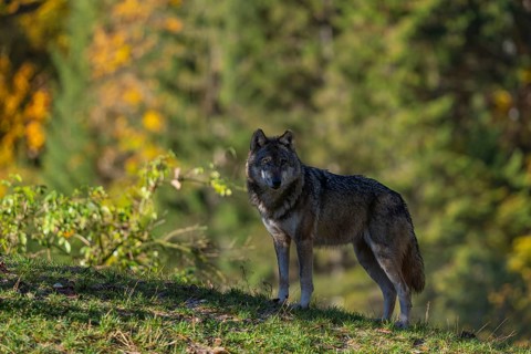 One eurasian gray wolf (Canis lupus lupus) standing on a hill on green grass with a forest in fall