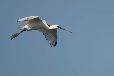 Eurasian spoonbill (Platalea leucorodia) adult bird in flight, England, United Kingdom