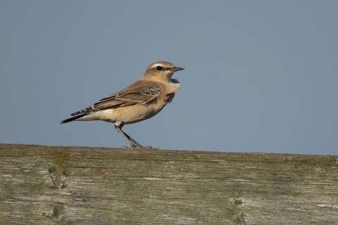 Northern wheatear (Oenanthe oenanthe) adult female bird on a fence, RSPB Frampton marsh nature