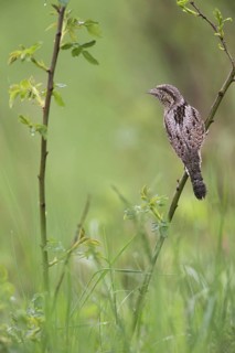 Eurasian Wryneck (Jynx torquilla), Saxony, Germany