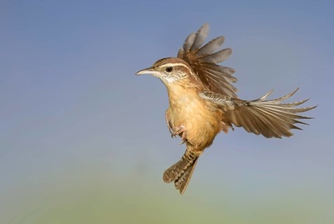 Carolina Wren (Thryothorus ludovicianus) male flying, Texas, USA