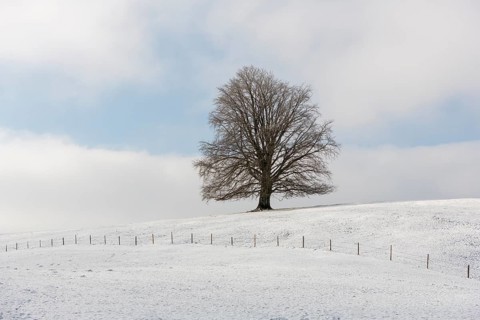 A tree stands alone on a snow-covered hill under a calm sky, Rieden, Ostallgäu, Allgäu, Swabia,