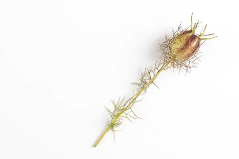 Seed capsule of the love-in-a-mist (Nigella damascena) on a white background