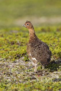 Willow Ptarmigan (Lagopus lagopus) female, Varanger, Norway