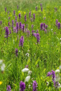 Broad-leaved fingerroot, broad-leaved marsh orchid, dactylorhiza majalis, orchid herb, orchidaceae,