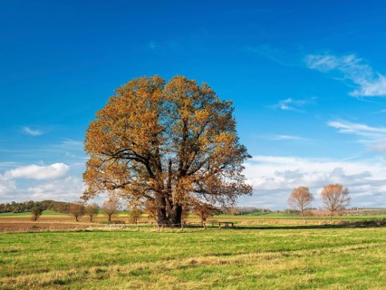 Meadow with huge solitary oak under blue sky with clouds in autumn, giant tree, natural monument,