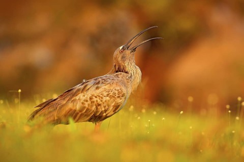Plumbeous Ibis, Theristicus caerulescens, exotic bird in nature habitat, bird sitting in grass with
