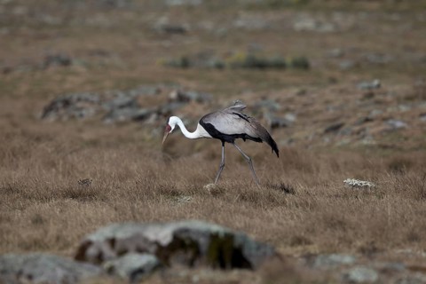 Wattled Crane (Grus carunculata), Bale Mountains Nationalpark, Ethiopia