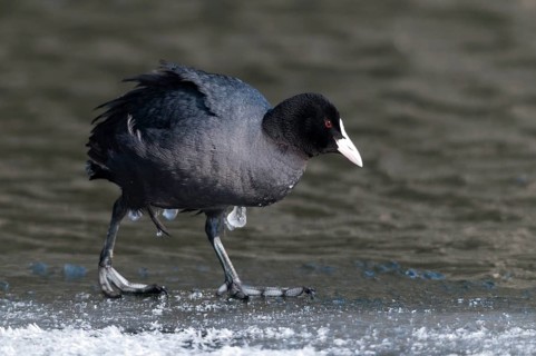 Eurasian Coot coot, fulica atra, birds, coot, coot rail, ice, gruiformes, ice, crane birds, rails,
