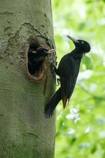 Black Woodpecker (Dryocopus martius) female at nest hole with chick, North Rhine-Westphalia,