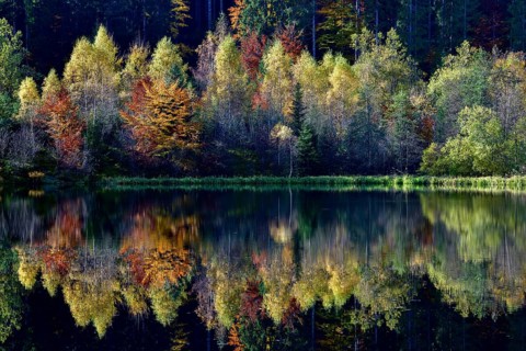 Trees reflected in the Sankenbachsee, Karsee, autumn, near Baiersbronn, Freudenstadt district,