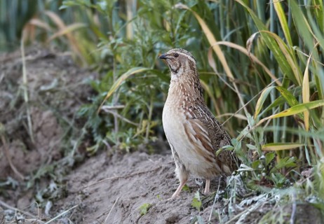 Common Quail (Coturnix coturnix) male, Mecklenburg-Western Pomerania, Germany
