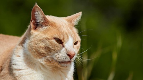 Beige cat in sunlit, grassy surroundings, Kalithea, cat station, Rhodes, Dodecanese, Greek Islands,
