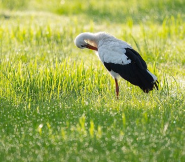 White stork (Ciconia ciconia) in the early morning in a meadow during plumage care, dew pearls on