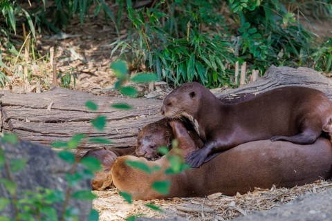 A pack of adult and juvenile giant otters or giant river otters (Pteronura brasiliensis) rest