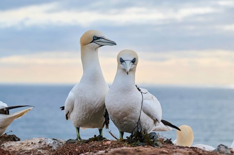 Northern gannet (Morus bassanus) couple standing on the cliff, wildlife, Helgoland, Germany