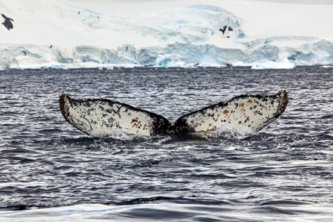 Outstanding whale fin in the sea in front of an impressive ice landscape, The fluke of a diving