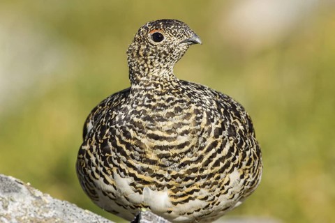 Rock Ptarmigan (Lagopus muta) female, Lapland, Sweden