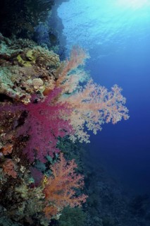 Klunzinger's tree coral (Dendronephthya klunzingeri)