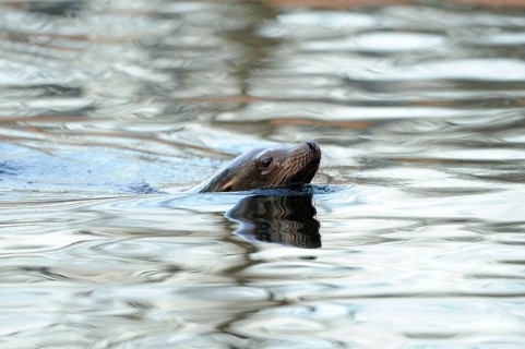 A sea lion swimming in the water with only its head visible, California sea lion (Zalophus