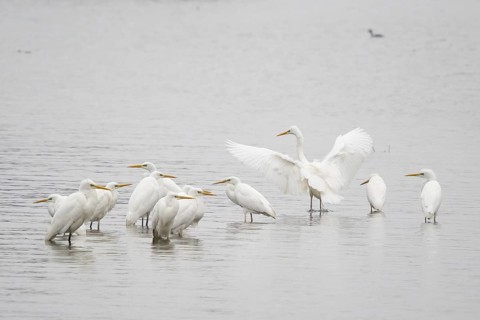 Several great egrets (Ardea alba) stand in the water, one spreads its wings in a quiet scene,