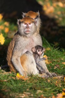 One female patas monkey (Erythrocebus patas)with her baby in late light on a green meadow
