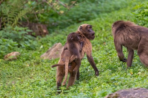 One female with one baby Gelada (Theropithecus gelada), or bleeding-heart monkey riding on her back