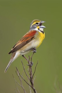 Dickcissel (Spiza americana) singing, Texas, USA