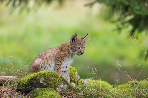 One young (10 weeks old) male Eurasian lynx, (Lynx lynx), sitting on mossy rocks at a forest edge