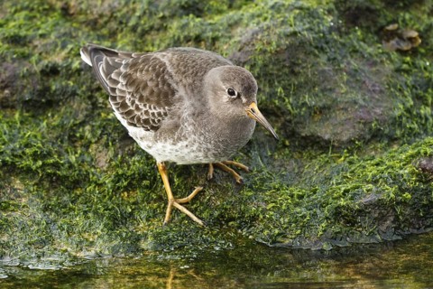 Purple Sandpiper (Calidris maritima), Asturias, Spain