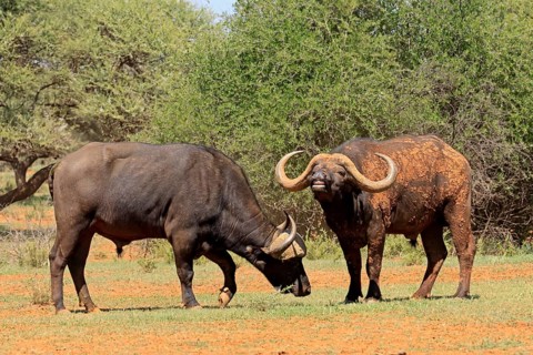 Cape buffalo (Syncerus caffer), adult, foraging, two buffalo, Mokala National Park, Northern Cape,