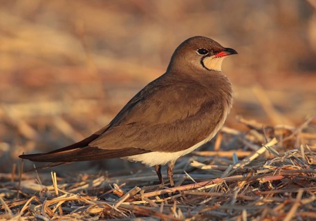 Collared Pratincole (Glareola pratincola), Vila Franca de Xira, Portugal