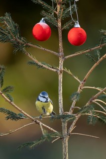 Blue tit (Cyanistes caeruleus) adult garden bird on a Christmas tree in winter, England, United