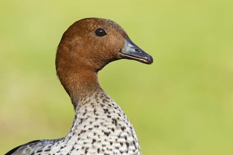 Maned Duck (Chenonetta jubata) male, New South Wales, Australia