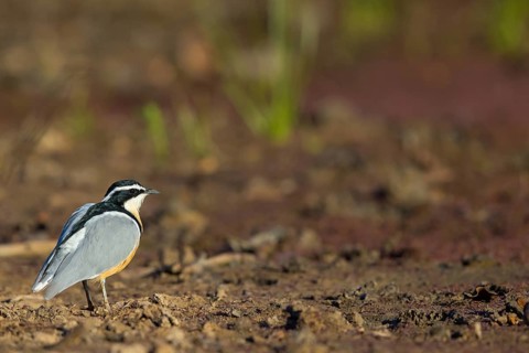 Crocodile-bird, (Pluvianus aegytpticus), Crocodile-bird, Egyptian Plover, Pluvian fluviatile,