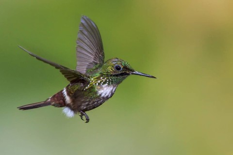 Festive Coquette (Lophornis chalybeus) flying and feeding at a flower in the Atlantic rainforest of
