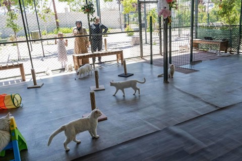Van, Turkey. June 2nd 2026. Van Cats play inside the visitor centre of Van Cat House, a rare breed