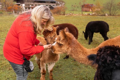 An elderly woman tenderly interacts with a group of alpacas in a lush green field in the Austrian