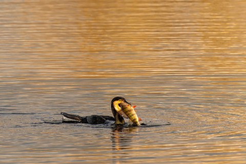 Cormorant with a fish in its beak in the water, Cormorant, (Phalacrocorax carbo), wildlife, Germany