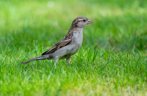 House sparrow (Passer domesticus), female foraging on a lawn in the garden, Lower Saxony, Germany