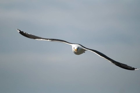Black-backed gull, great black-backed gull, great black-headed gull, larus marinus, clotted gull,
